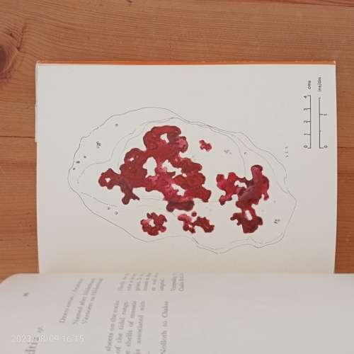 The Seaweeds of the Tsitsikama Coastal National Park (Die Seewiere Van Die Tsitsikama-Seekus Nasiona