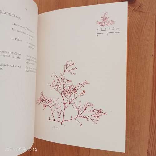 The Seaweeds of the Tsitsikama Coastal National Park (Die Seewiere Van Die Tsitsikama-Seekus Nasiona