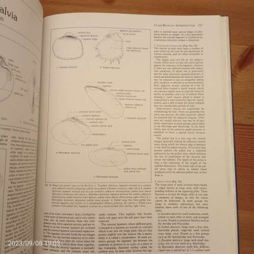 Sea Shells of Southern Africa - Richard Kilburn, Elizabeth Rippey