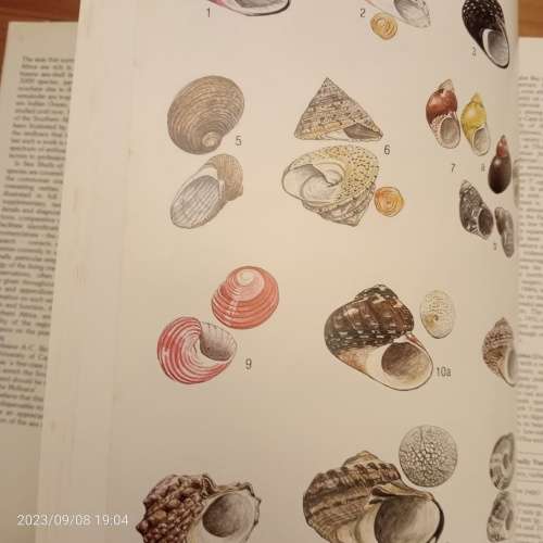 Sea Shells of Southern Africa - Richard Kilburn, Elizabeth Rippey