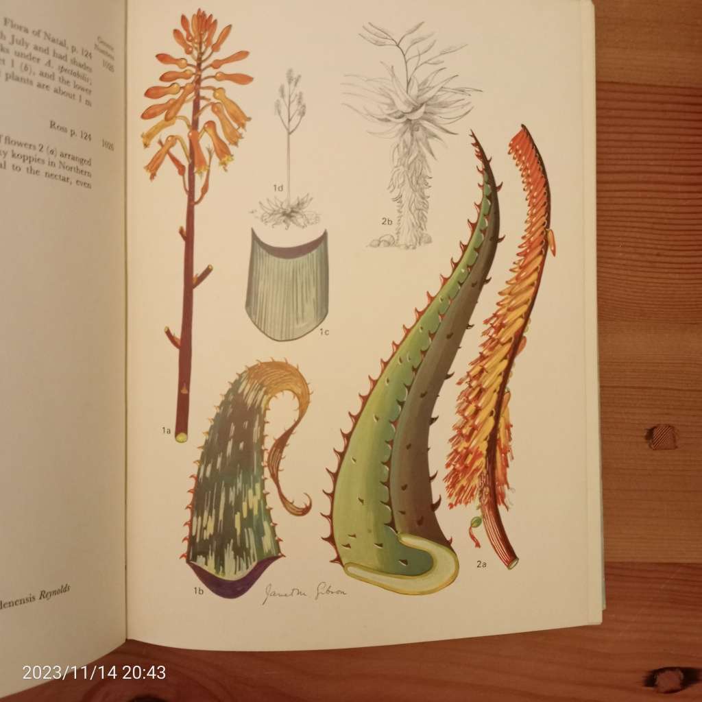 CLEARANCE! Wild Flowers of Natal (inland region) - Janet M. Gibson