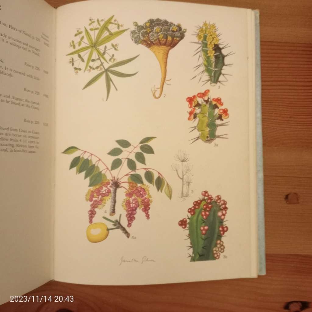 CLEARANCE! Wild Flowers of Natal (inland region) - Janet M. Gibson