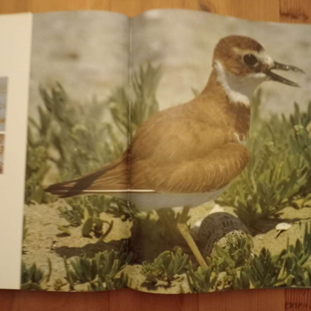 CLEARANCE! The Living World of Audubon - Roland C Clement