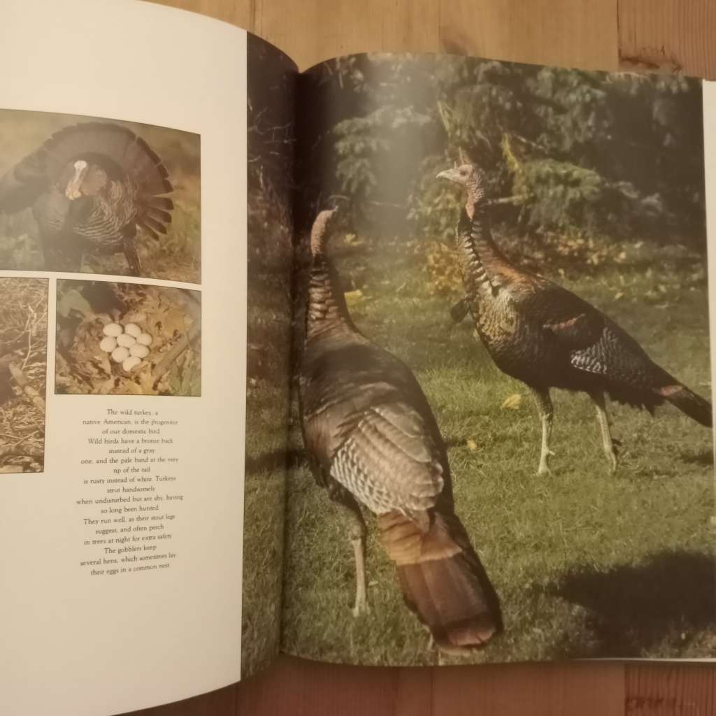 CLEARANCE! The Living World of Audubon - Roland C Clement