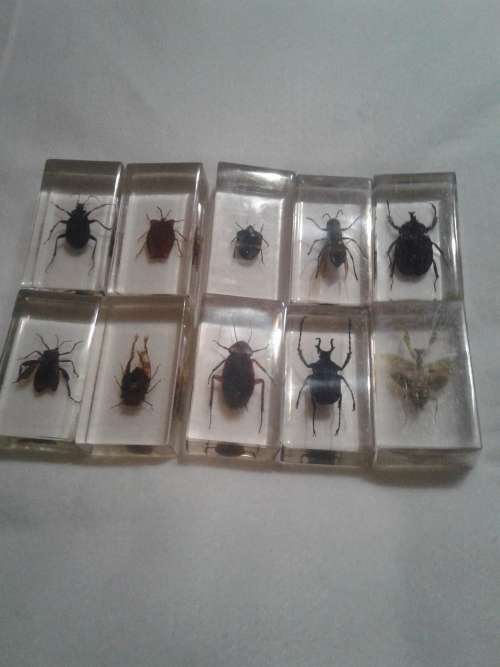 10 X COLLECTORS BUGS IN PERSPEX GLASS, ONE BID