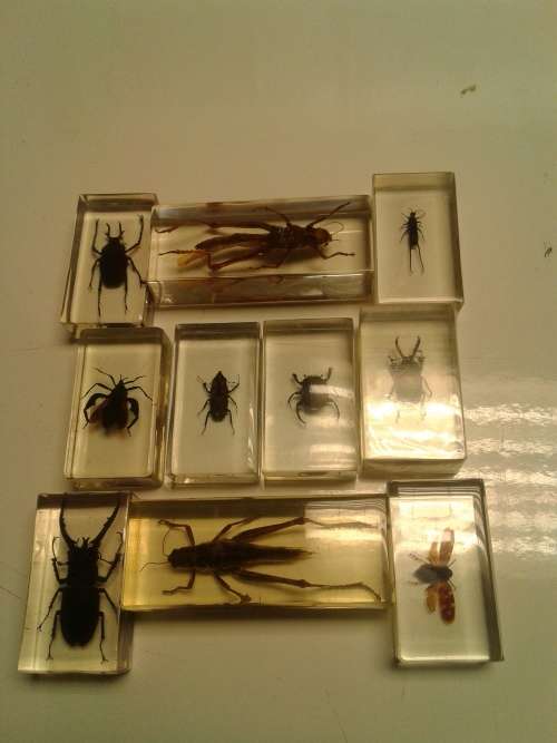 10 X COLLECTORS BUGS IN PERSPEX GLASS, ONE BID