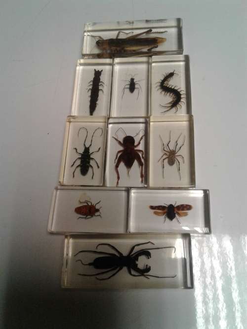 10 X COLLECTORS BUGS IN PERSPEX GLASS, ONE BID