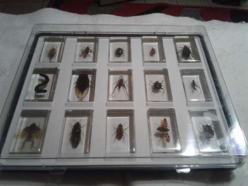 15 X ALL SORTS COLLECTABLE BUGS IN PERSPEX GLASS INCL.BUG CASE