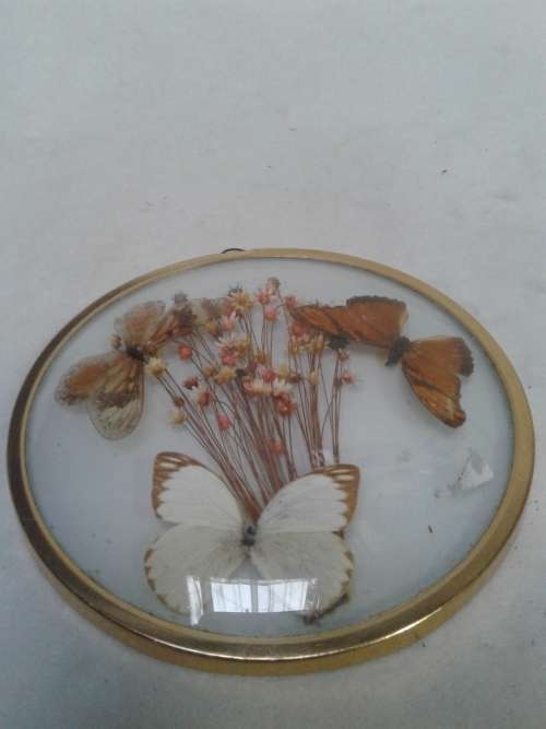 LOVELY PRESSED BUTTERFLIES AND FLOWERS IN BEVAL GLASS FRAME