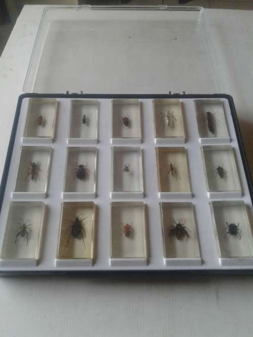 15 X ALL SORTS BUGS IN PERSPEX GLASS INCL.BUG TRAY