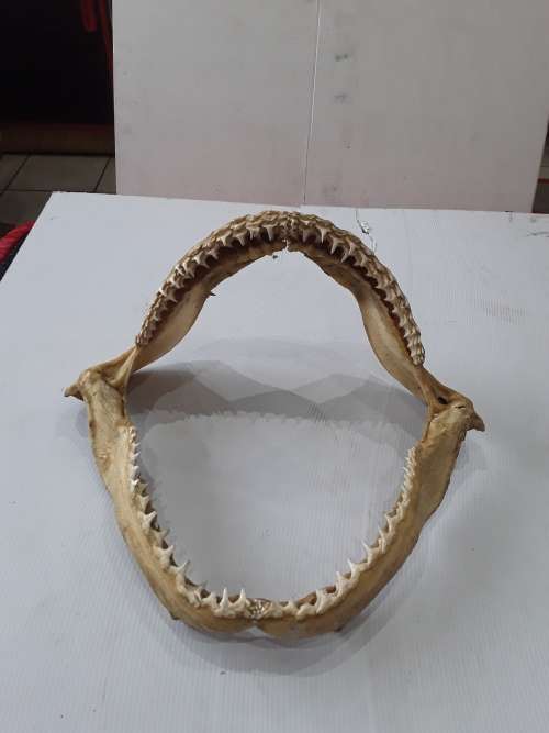 GENUINE SHARK JAW