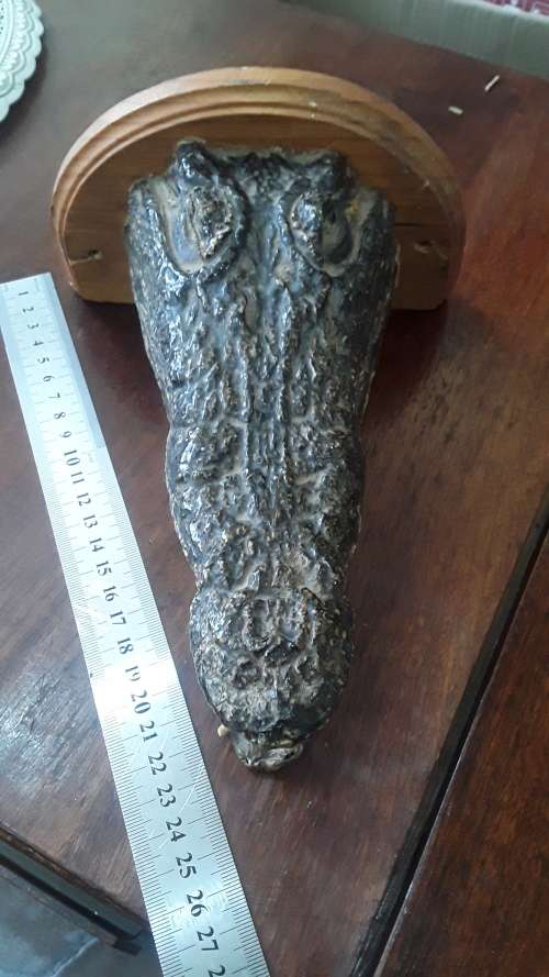 GENUINE CROCODILE HEAD ON STAND(PRESERVED)