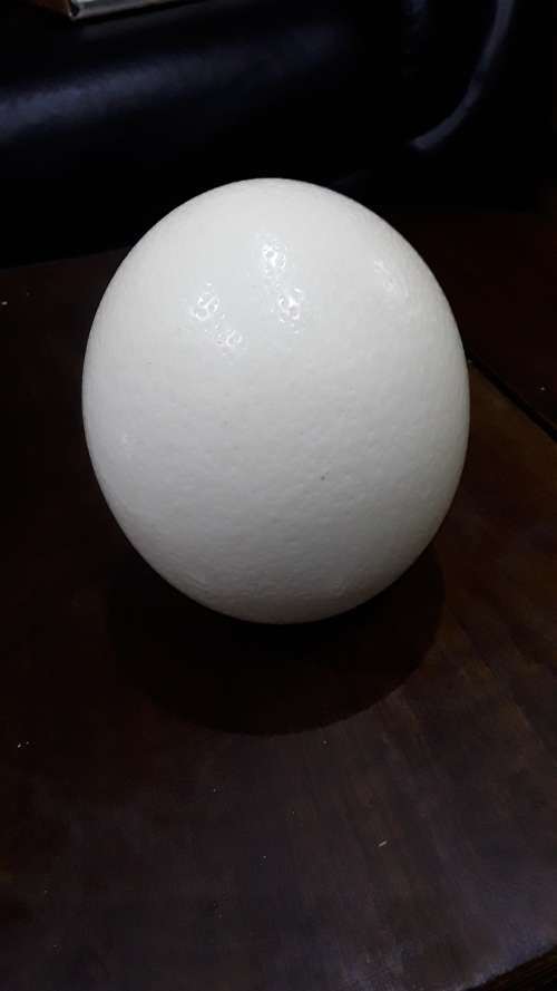 OSTRICH EGG FOR DECORATING