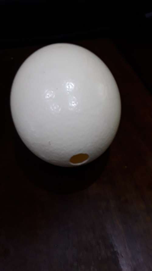 OSTRICH EGG FOR DECORATING