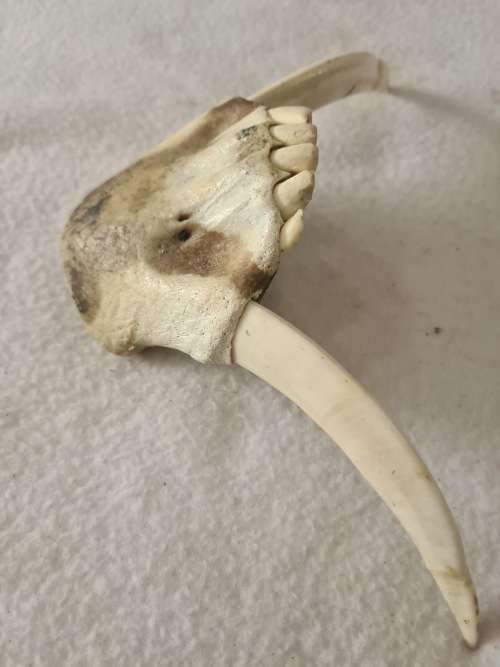 WILD PIG BOTTOM JAW  SKULL
