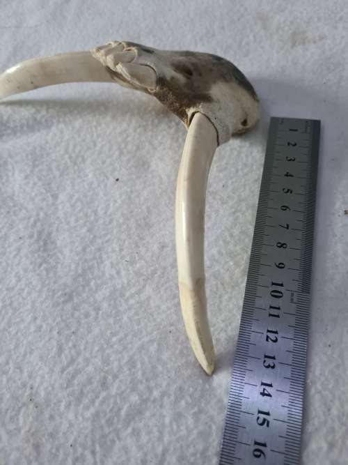 WILD PIG BOTTOM JAW  SKULL