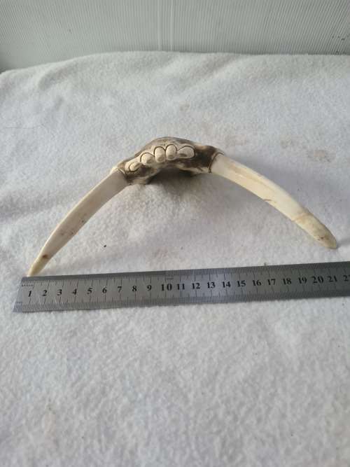 WILD PIG BOTTOM JAW  SKULL