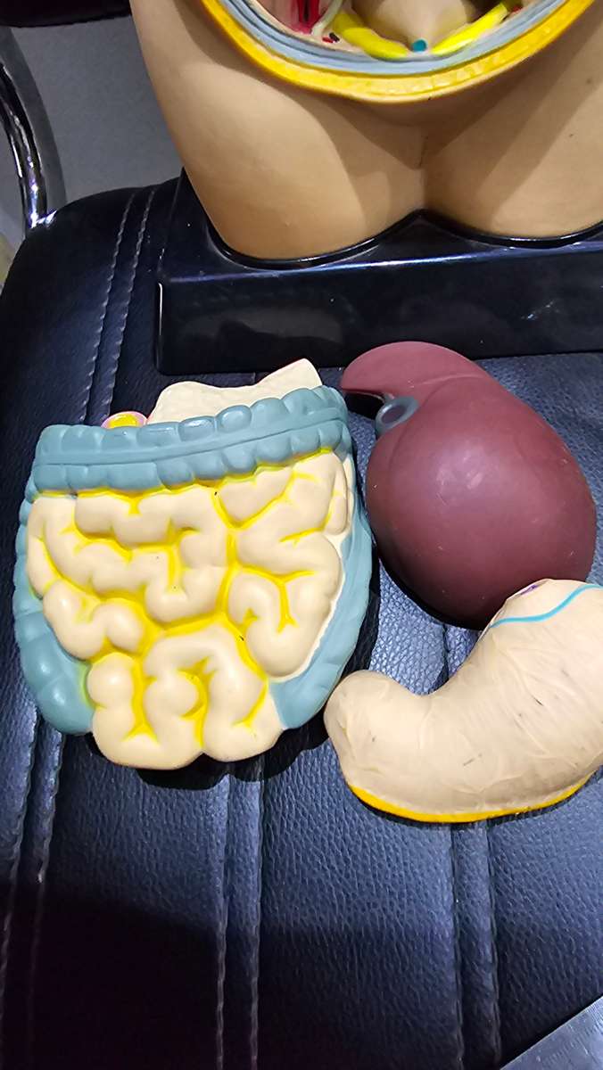 ANATOMICAL MODEL BODY TORSO(50CM)