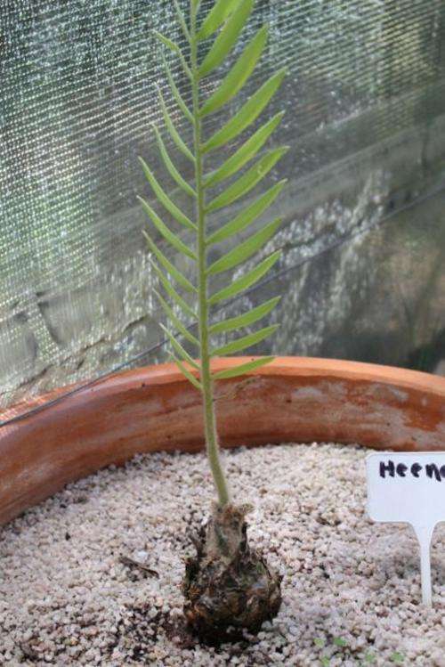 Encephalartos Heenanii -Heenan's cycad / broodboom