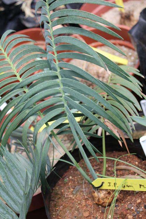 Encephalartos Inopinus -Inopinus cycad / broodboom