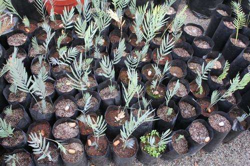 Encephalartos Dyerianus -Dyer's Cycad / Broodboom 2 y.o. seedlings @ R300 each