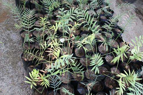 Encephalartos Munchii seedlings @ R100 each