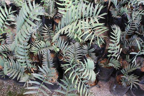 Encephalartos Trispinosus & Encephalartos Horridus 6cm ball seedlings @R300 each