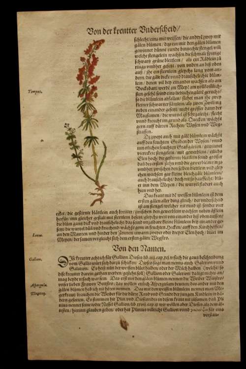 An original hand coloured leaf from Hieronymus Bock's Herb Book printed in 1565