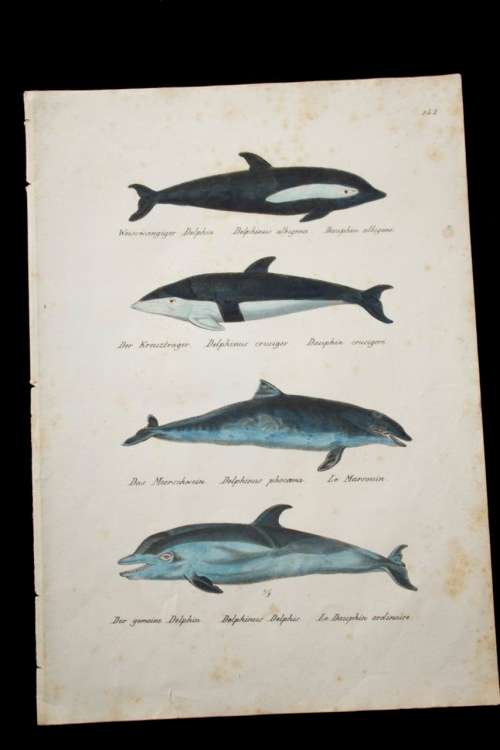 An original handcoloured lithographic print of 4 Dolphins from the year 1824