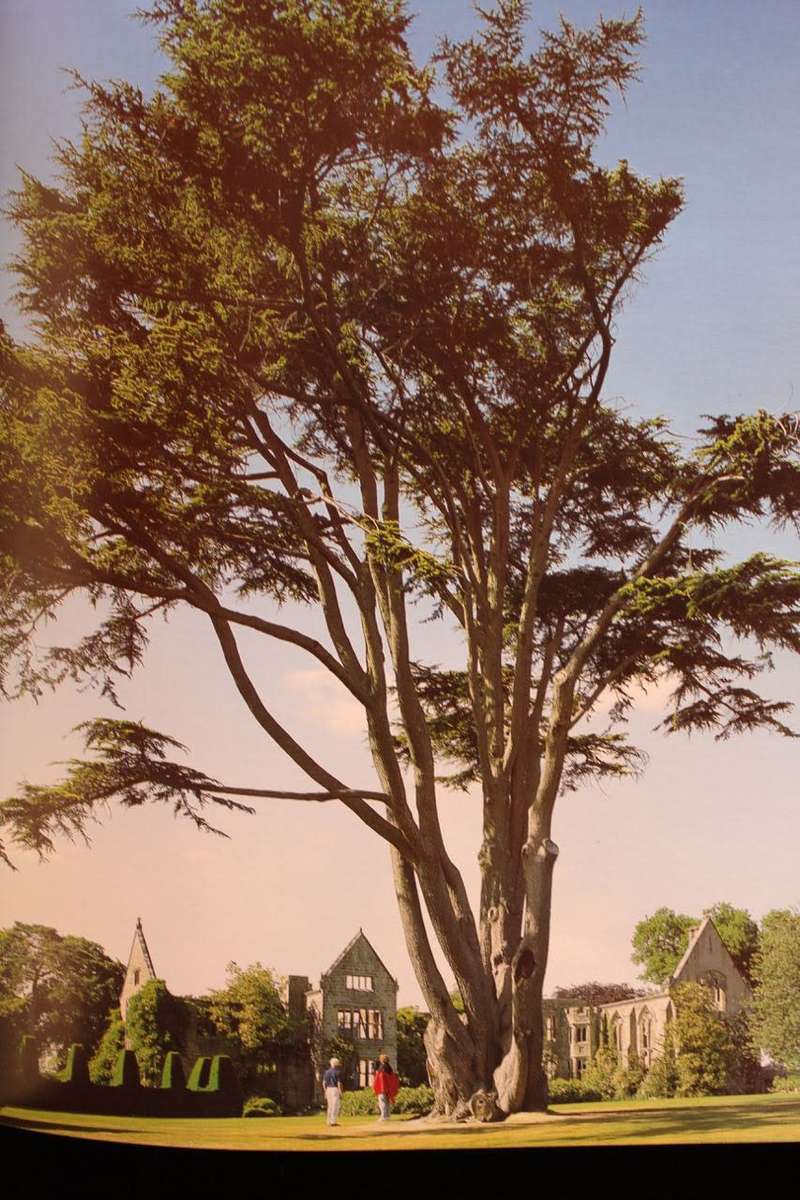 MEETINGS WITH REMARKABLE TREES by Thomas Pakenham