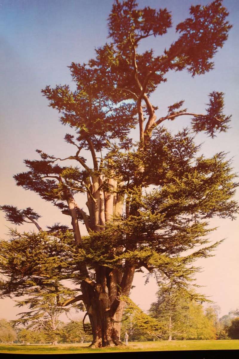 MEETINGS WITH REMARKABLE TREES by Thomas Pakenham