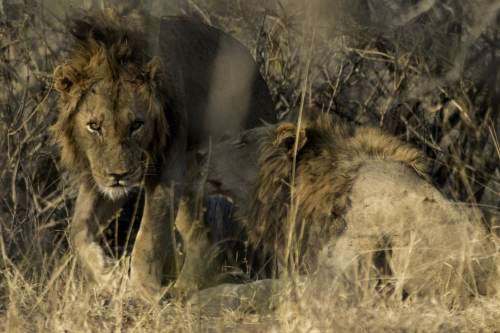 Canon EF 100-400 f4.5-5.6 mm IS USM Lens