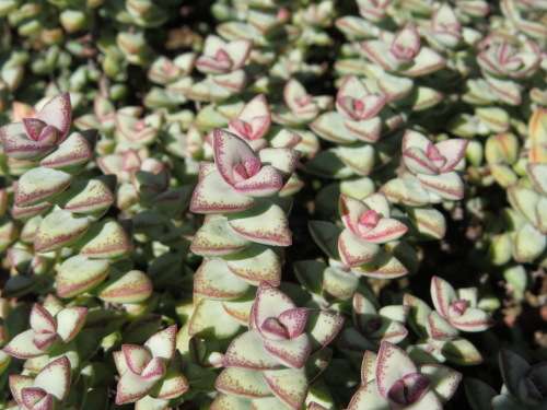 String of Buttons Plant - Crassula perforata Lavender Skies - Purplish grey leaves - Easy growing