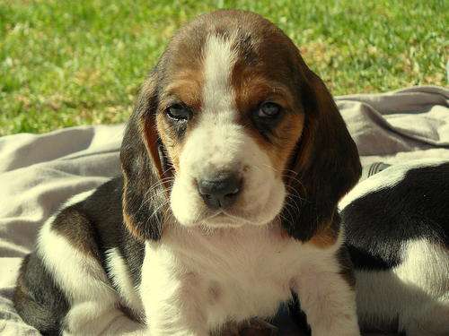 Basset  pups for sale