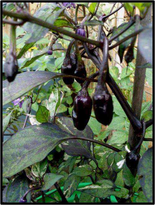 Peppers - Purple Tiger 10 seeds - Beautiful!
