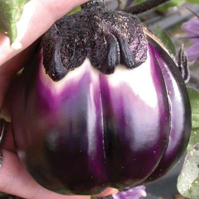 SALE 20% OFF TIL XMAS!! Eggplant - Prosperosa 10 seeds - Beautiful
