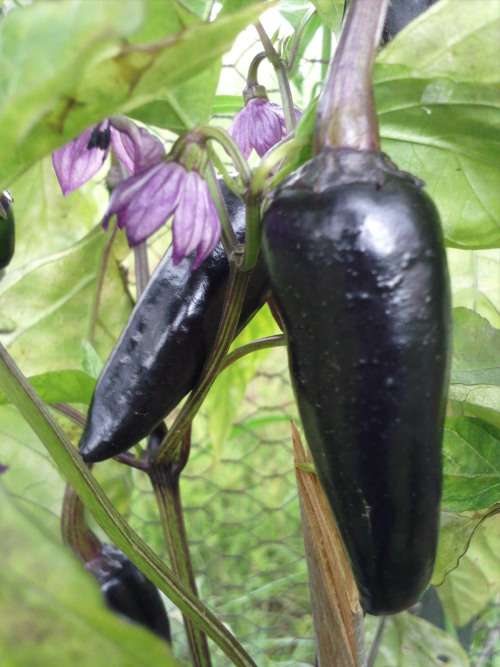 SALE 25% OFF TIL XMAS!! Pepper seeds - Chekoslovakian Black 10 seeds - New!!