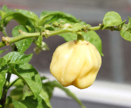 Pepper seeds - Giant White Habanero 10 seeds - New!! Very rare!! Very hot!!