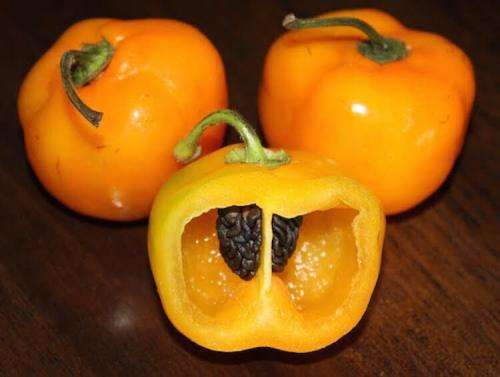 Pepper seeds - Orange Manzano 10 seeds - New!! Cold hardy!!