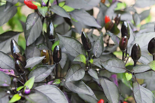 SALE 20% OFF TIL XMAS!! Pepper seeds - Royal Black 10 seeds - New!! Beautiful!