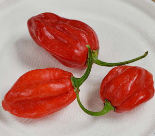 Pepper seeds - Scotch Bonnet Haiti Red 10 seeds - New!! Very hot!!