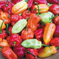 SALE 20% OFF TIL XMAS!! Pepper seeds - Tobago seasoning 10 seeds - New!!