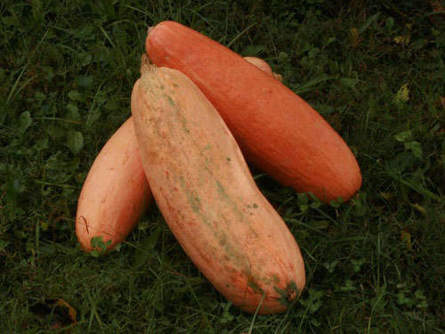 Squash seeds - Jumbo Pink Banana 10 seeds - New!! Monster squash!