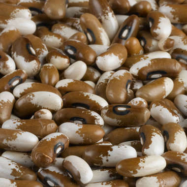 SALE 15% OFF TIL XMAS!! Beans - Painted Pony 10 seeds - New!!