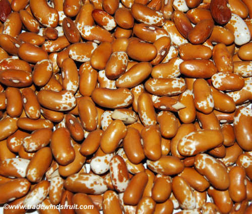 SALE 20% OFF TIL XMAS!! Beans - Jacob's Cattle Gold 10 seeds - New!!