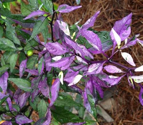 Pepper seeds - Bellingrath Gardens 10 seeds - New!! Hot!!