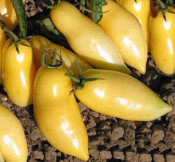 Tomato - Banana Cream 10 seeds - New!! Ideal for containers
