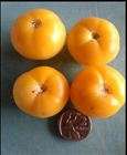 Tomato seeds Aunt Ruby's 10 seeds - Heirloom - Very rare!!