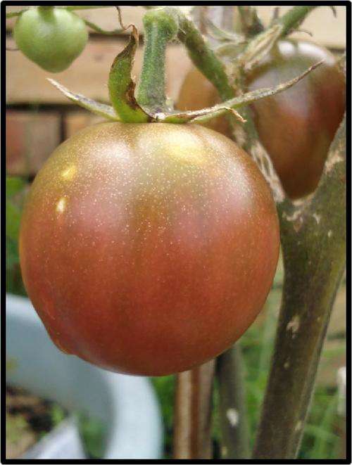Tomato seeds Chocolate cherry 10 seeds