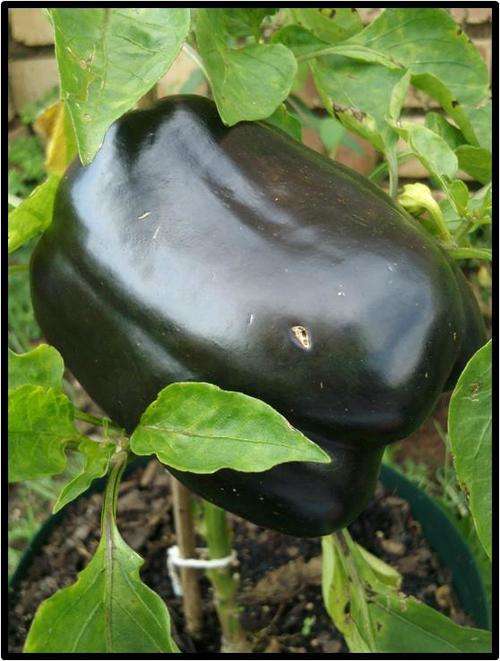 Pepper seeds Purple Beauty - Heirloom